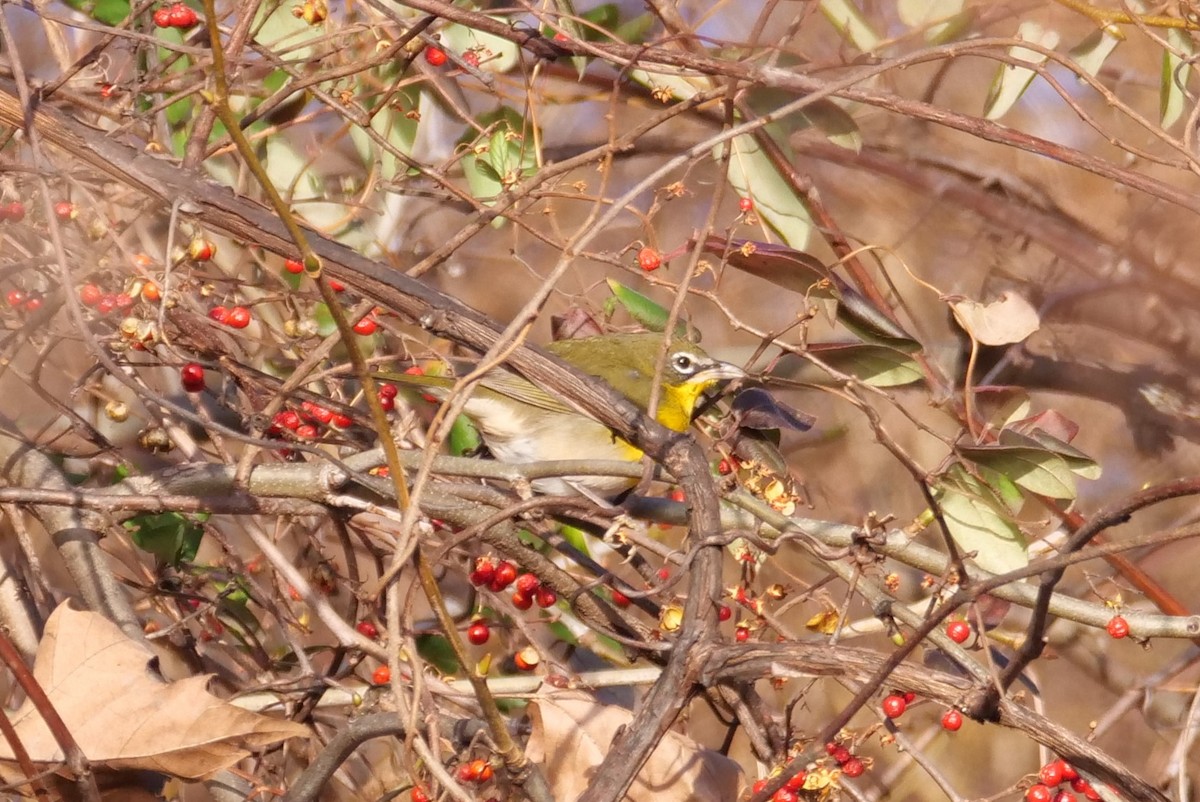 Yellow-breasted Chat - ML613143816