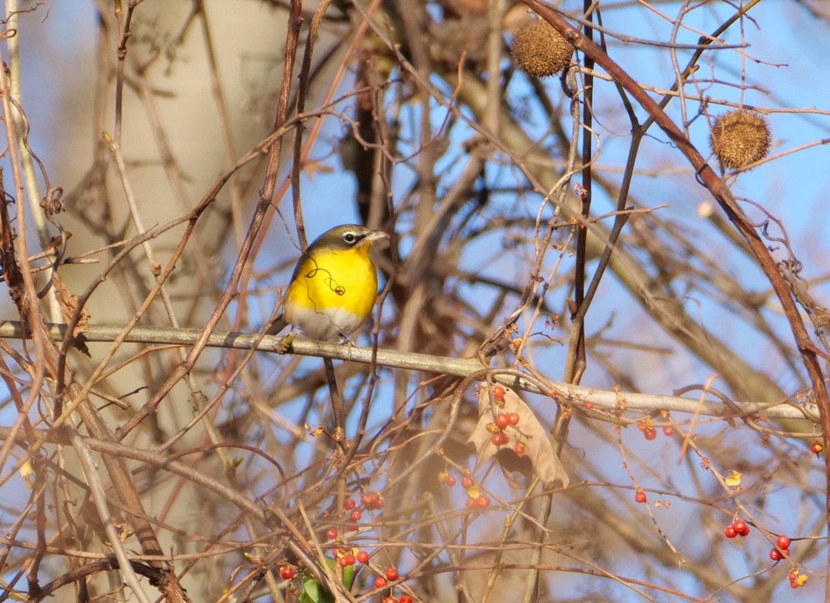 Yellow-breasted Chat - ML613143818