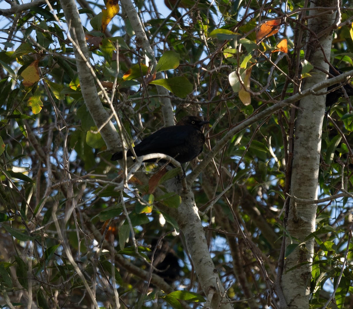 Rusty Blackbird - ML613143825