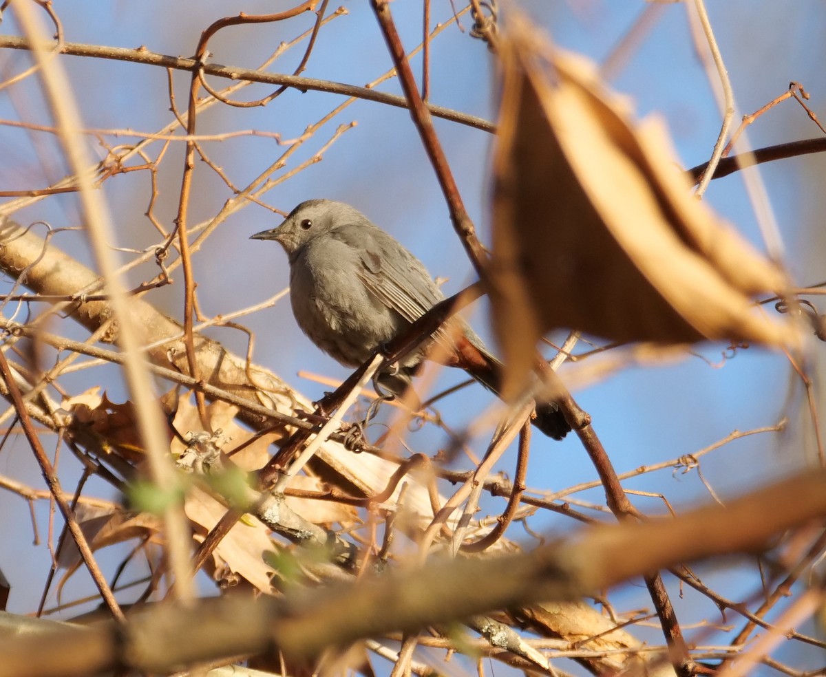 Gray Catbird - ML613143845