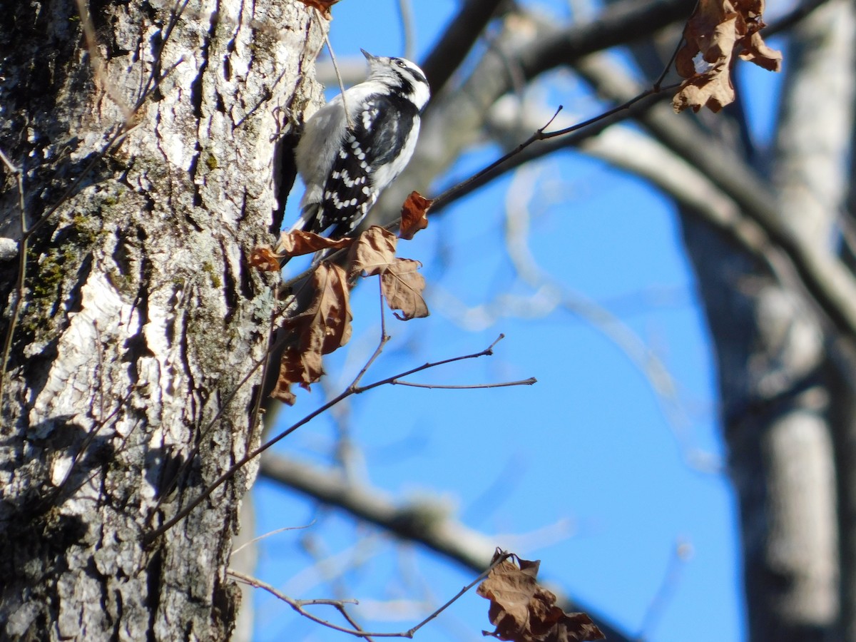 Downy Woodpecker - ML613143904