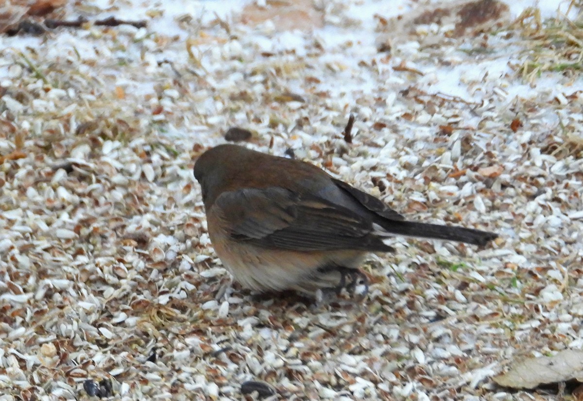 Dark-eyed Junco (Oregon) - ML613143907