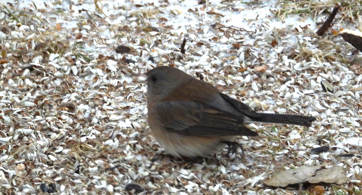 Dark-eyed Junco (Oregon) - ML613143908