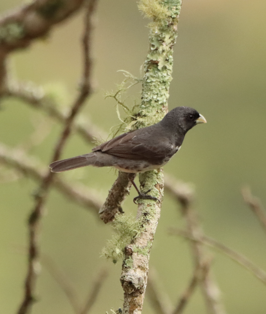 Dubois's Seedeater - ML613143932