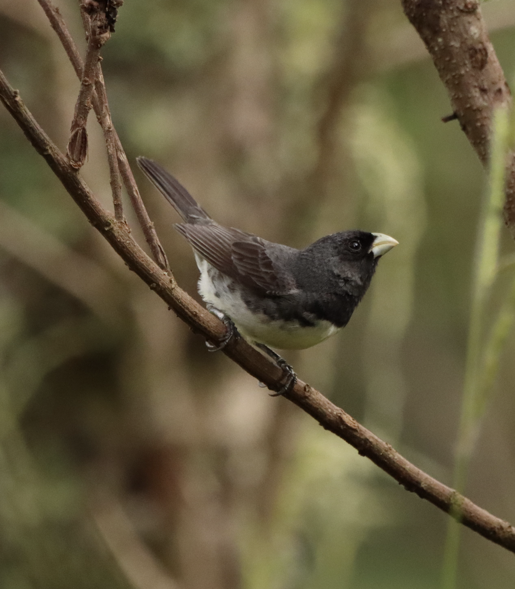 Dubois's Seedeater - ML613143933