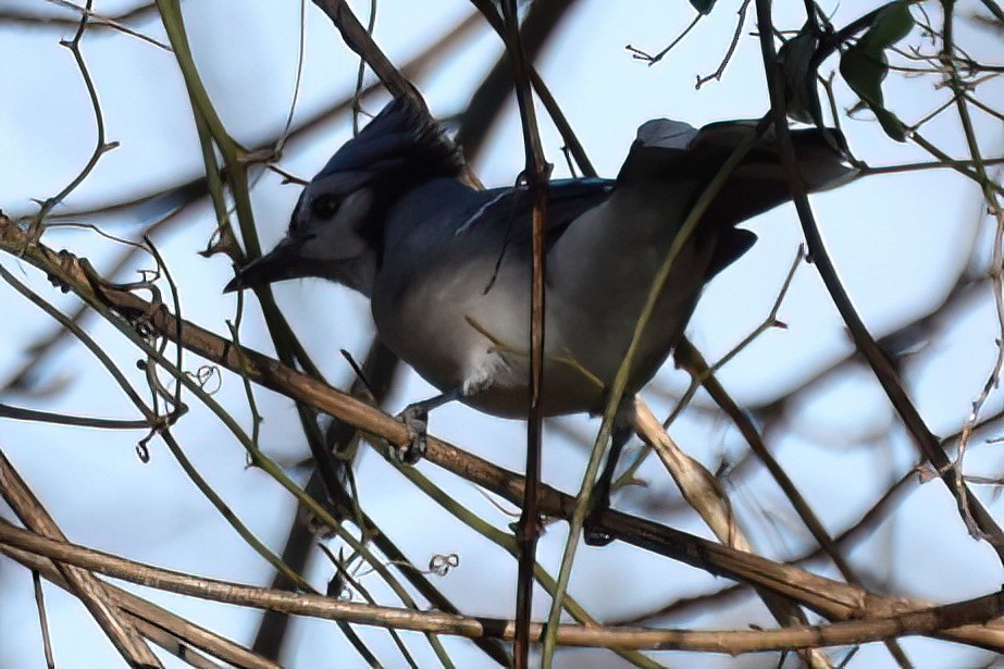 Blue Jay - ML613143997