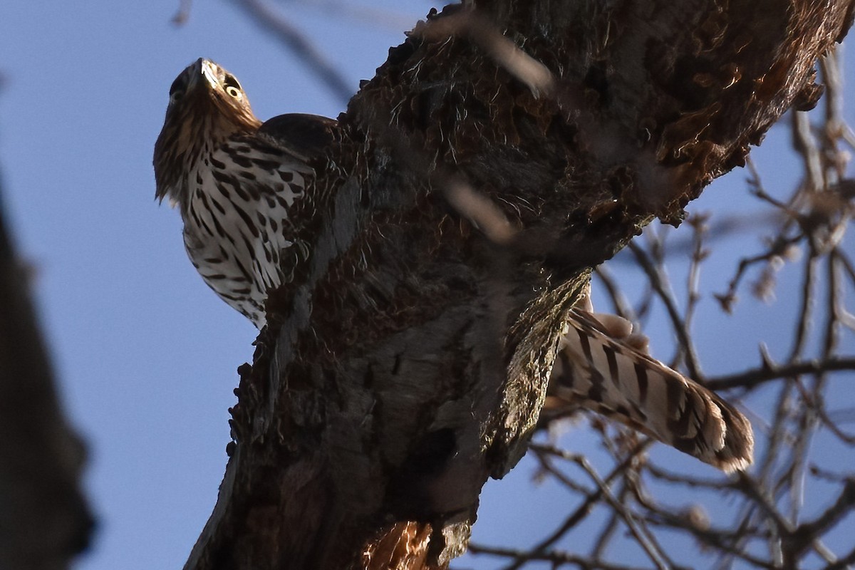 Cooper's Hawk - ML613144006