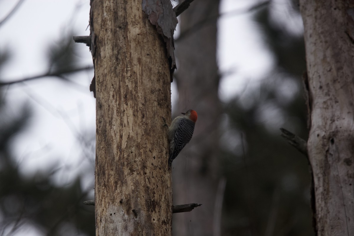 Red-bellied Woodpecker - ML613144012