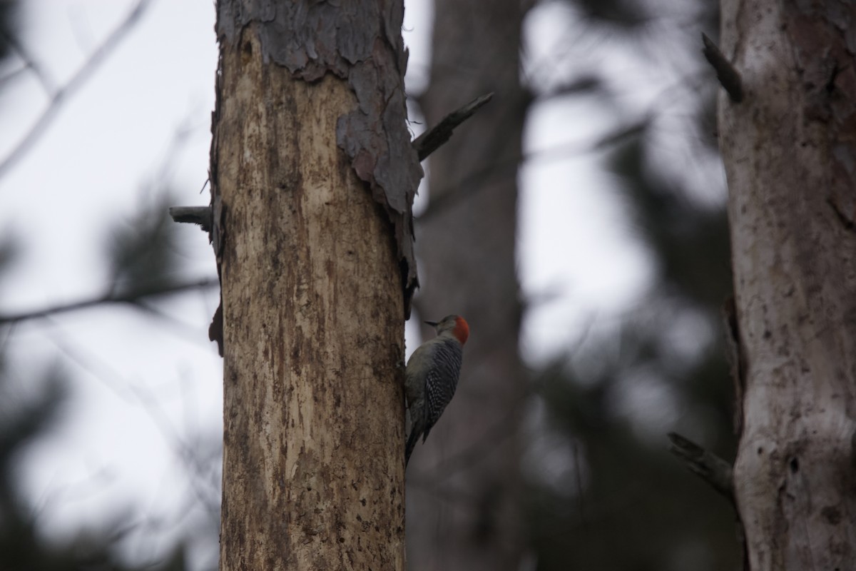 Red-bellied Woodpecker - ML613144013