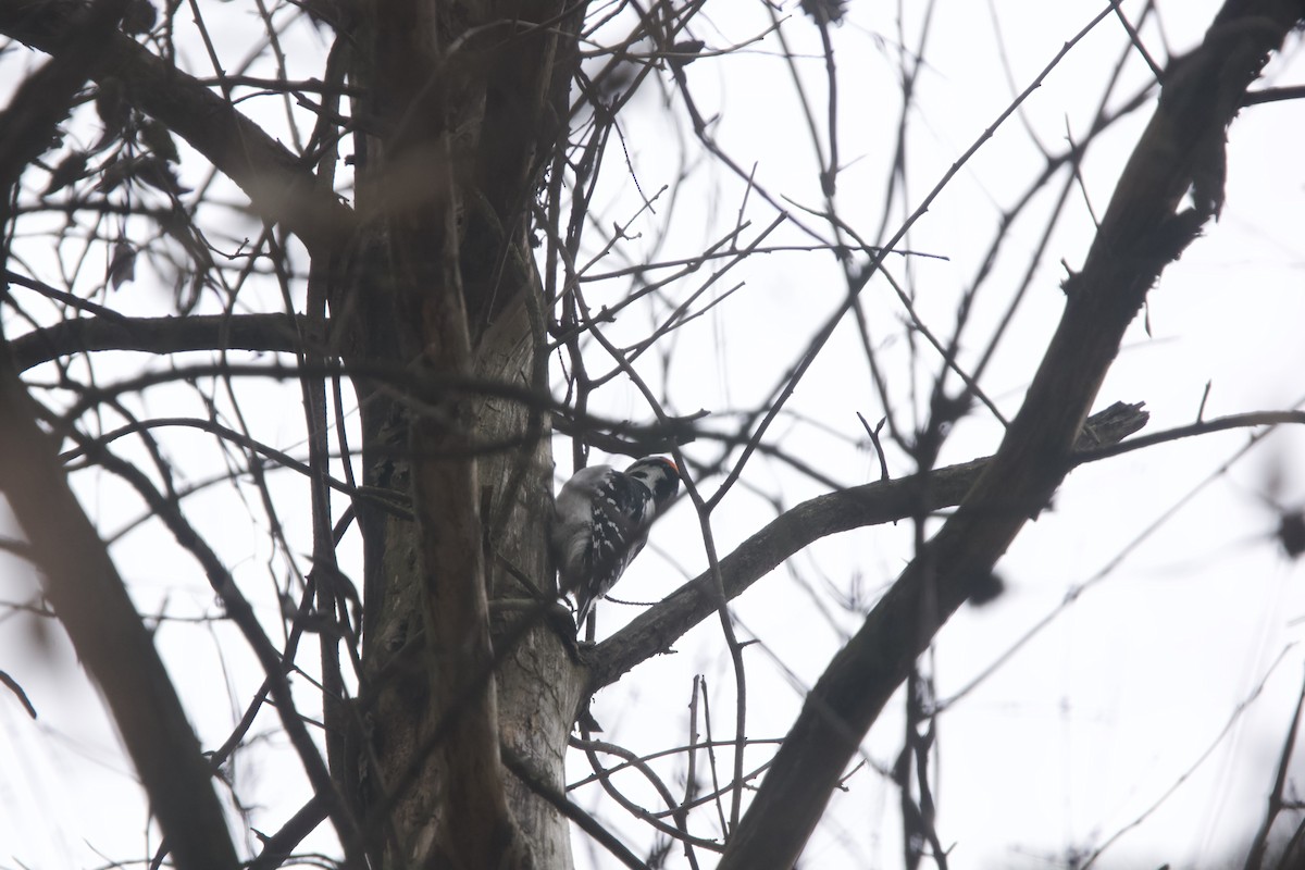 Hairy Woodpecker - Paul Miller