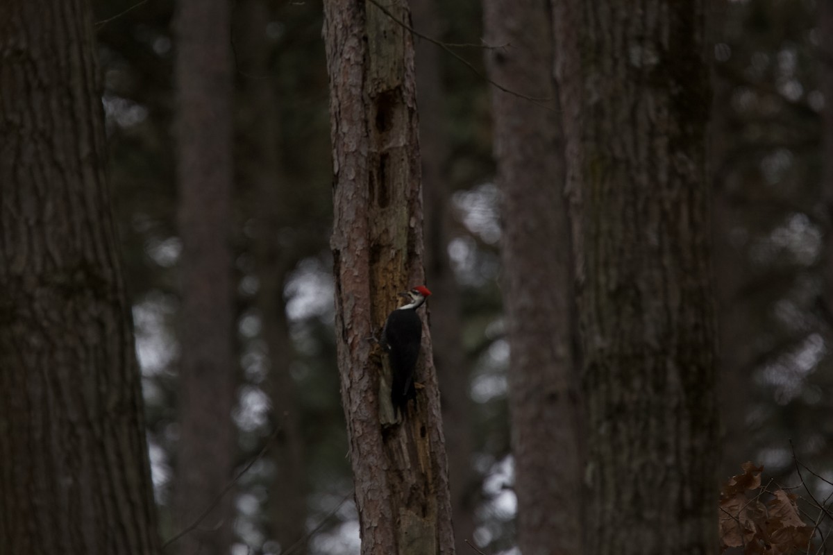 Pileated Woodpecker - ML613144041