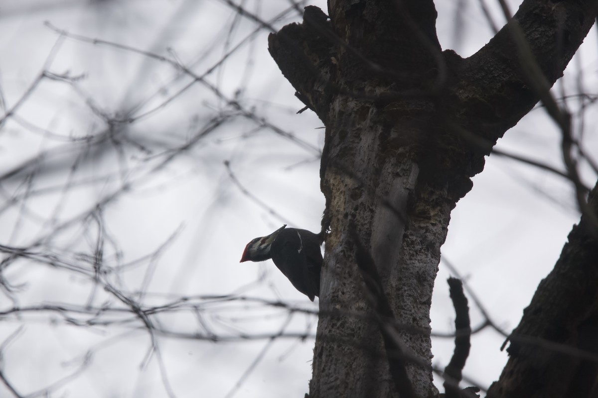 Pileated Woodpecker - ML613144042