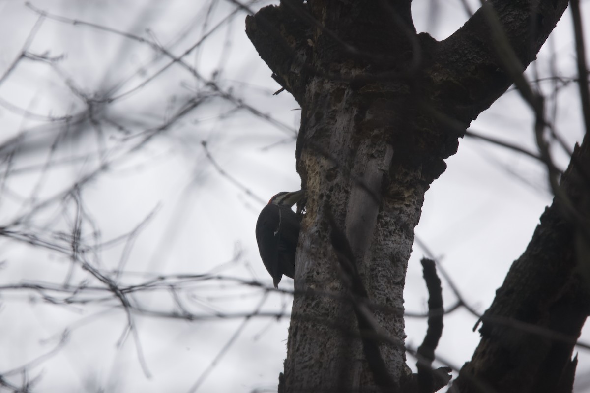 Pileated Woodpecker - ML613144043