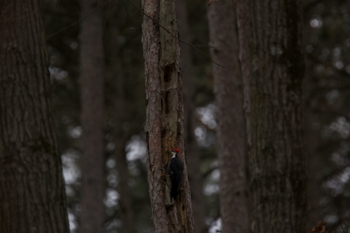 Pileated Woodpecker - Paul Miller