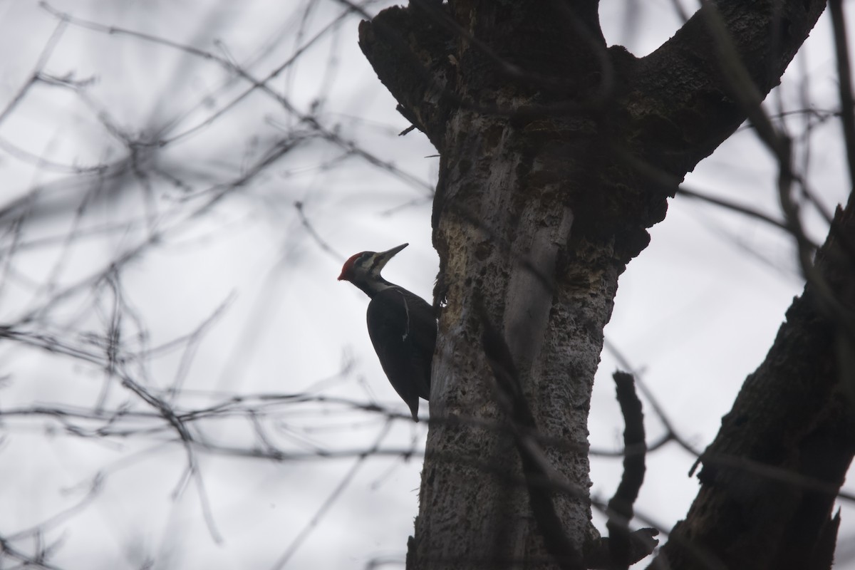 Pileated Woodpecker - Paul Miller