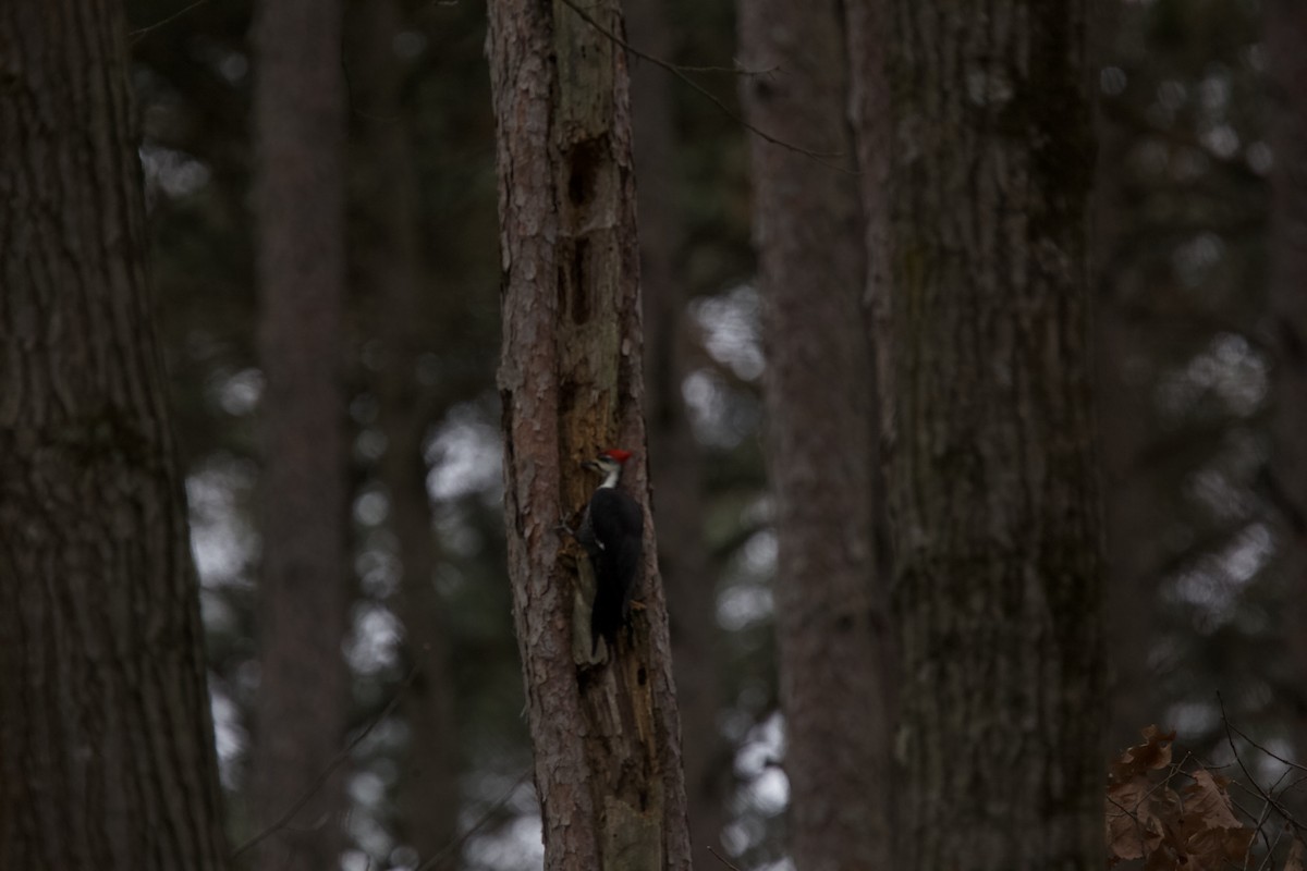 Pileated Woodpecker - ML613144046