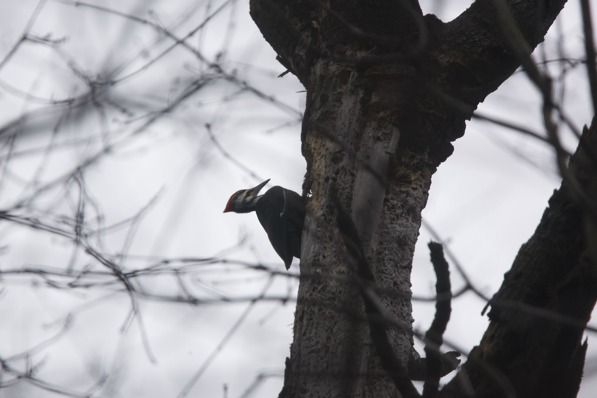 Pileated Woodpecker - ML613144047