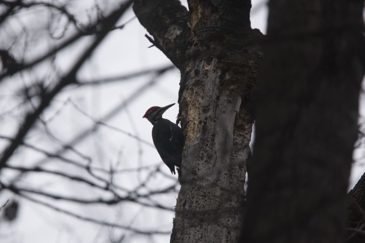 Pileated Woodpecker - ML613144048