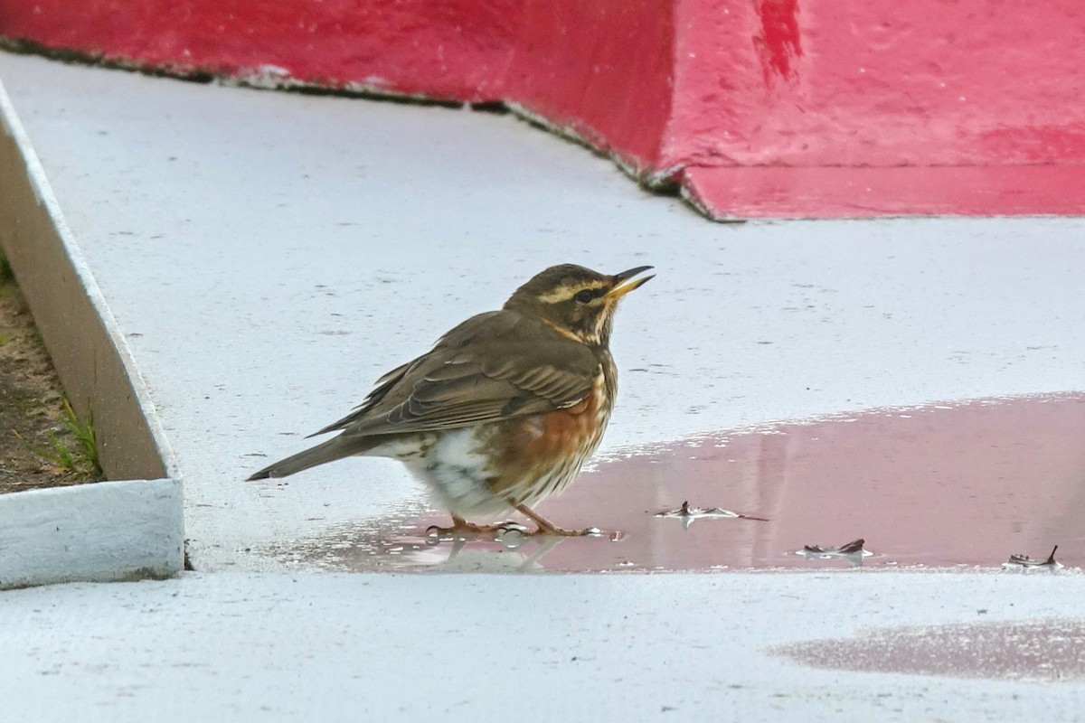 drozd cvrčala (ssp. iliacus) - ML613144092