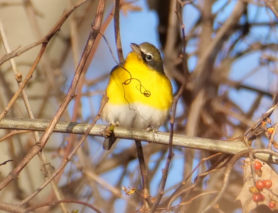 Yellow-breasted Chat - ML613144099