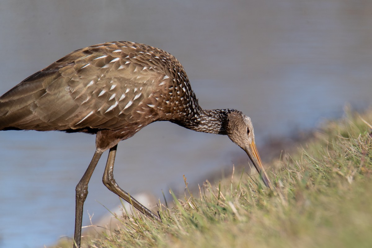 Limpkin - ML613144104