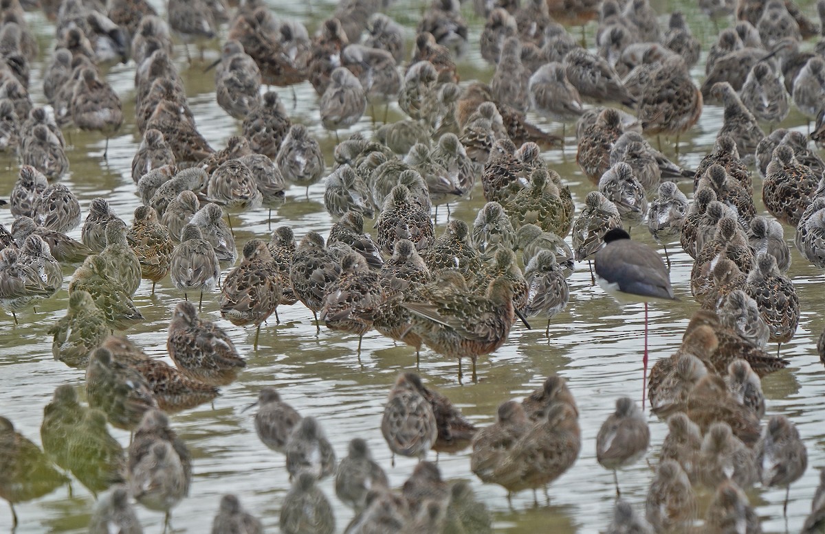 Long-billed Dowitcher - ML613144241