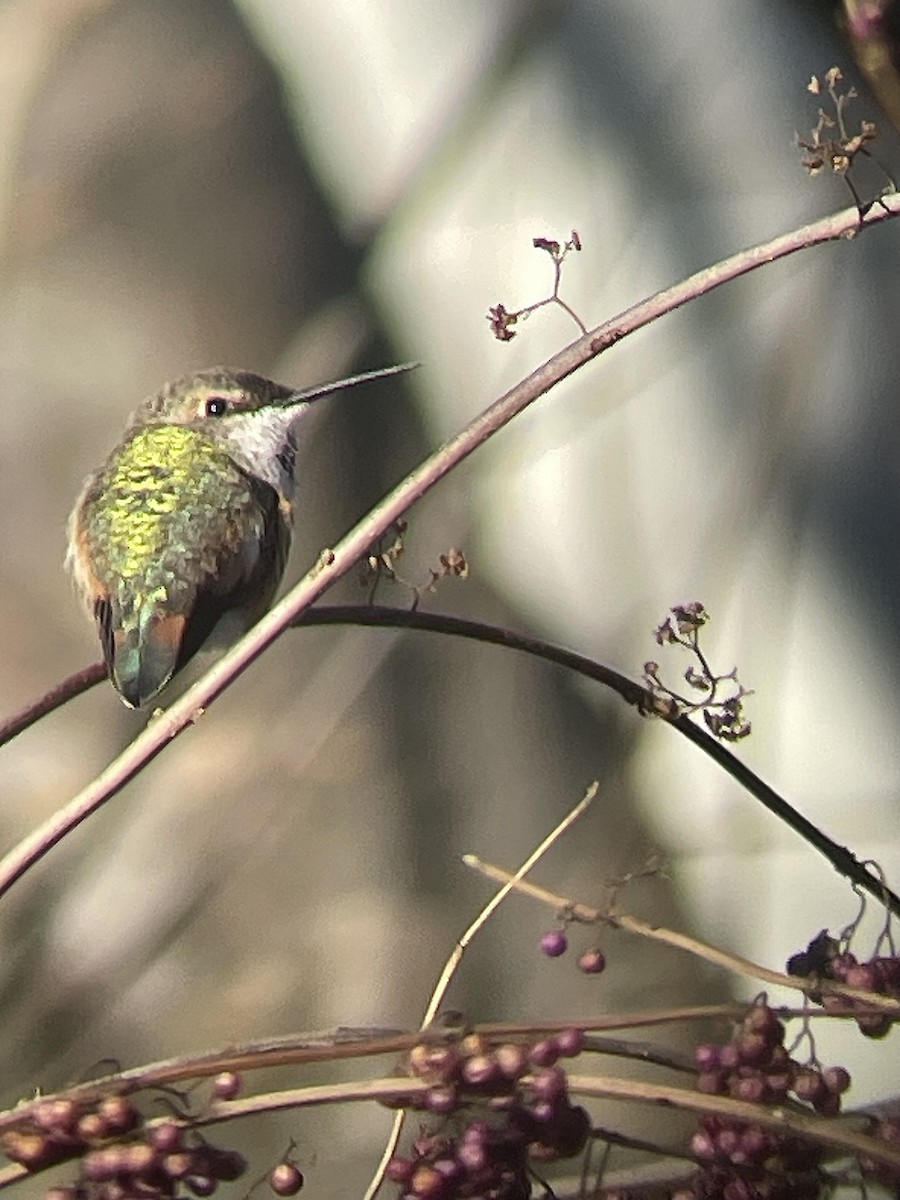 Rufous Hummingbird - ML613144262