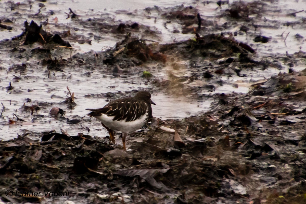 Black Turnstone - ML613144269
