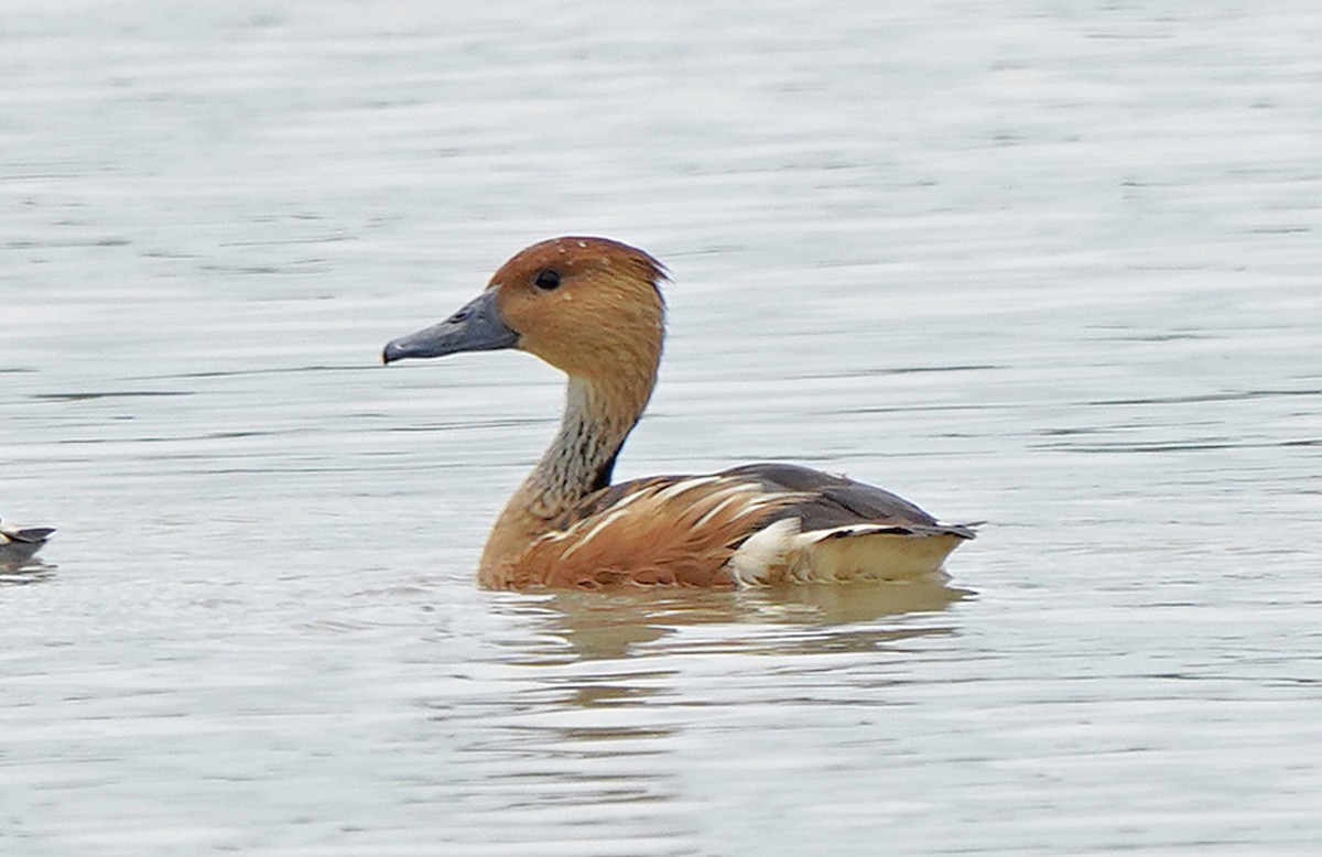 Fulvous Whistling-Duck - ML613144314