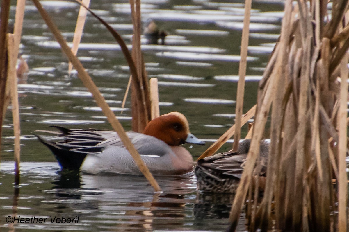 Eurasian Wigeon - ML613144323