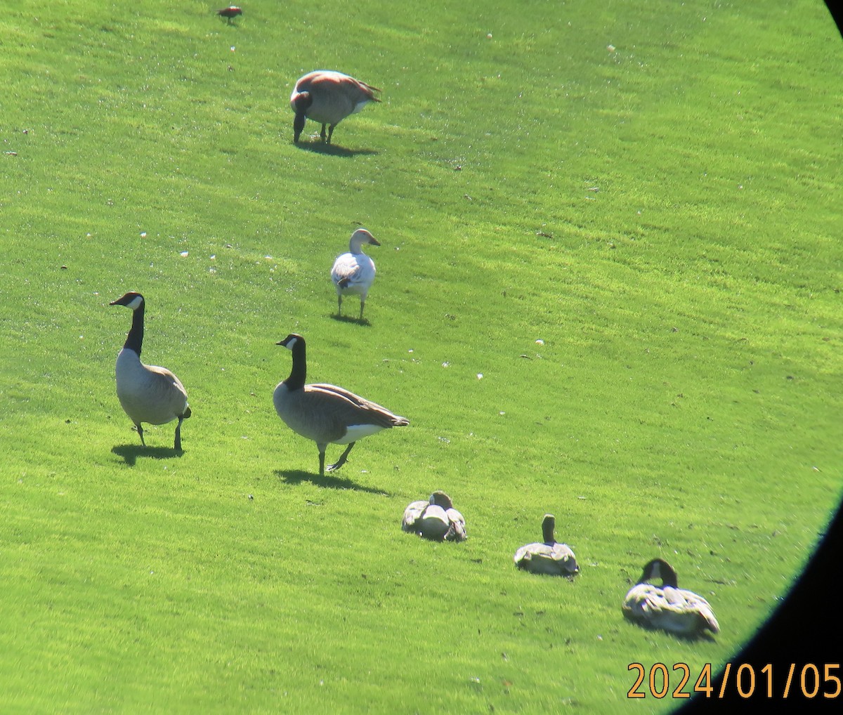 Greater White-fronted Goose - ML613144334