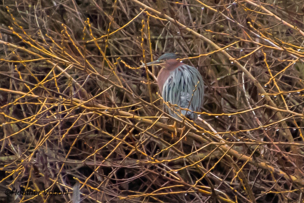 Green Heron - ML613144408