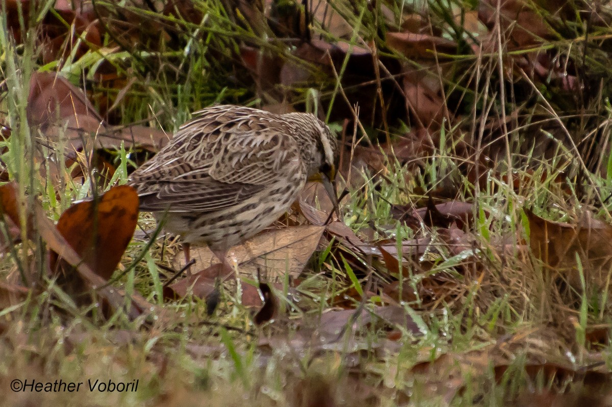Western Meadowlark - ML613144464