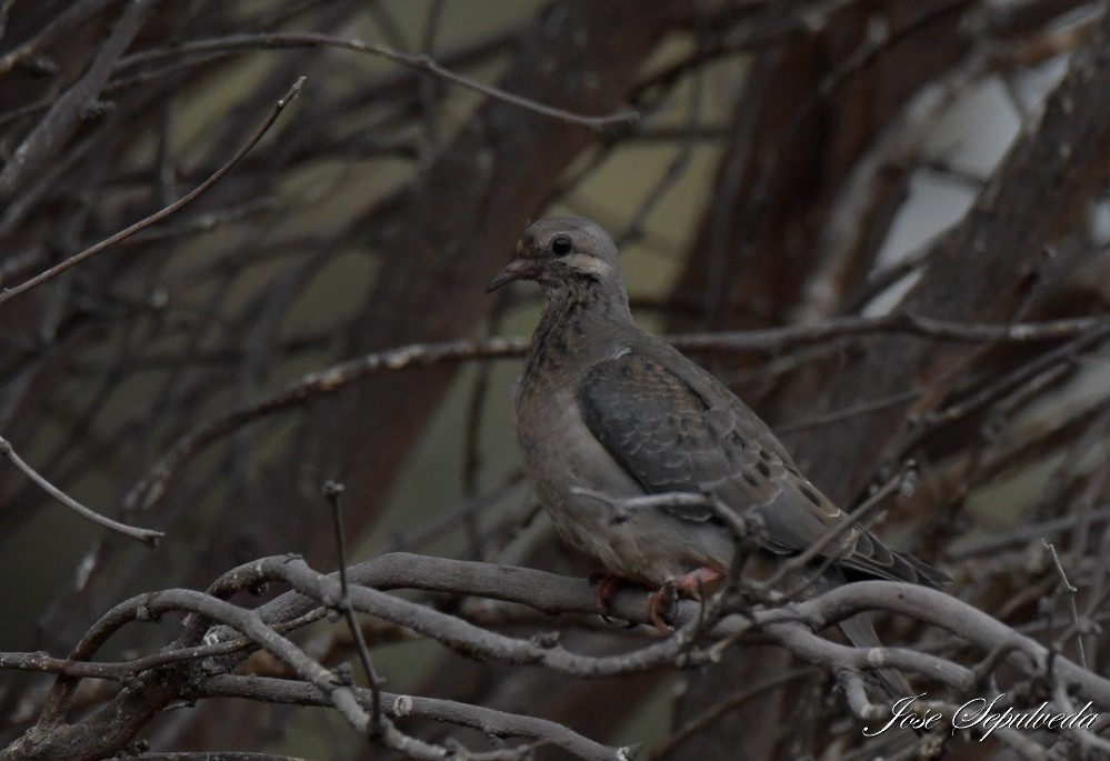 Eared Dove - ML613144554