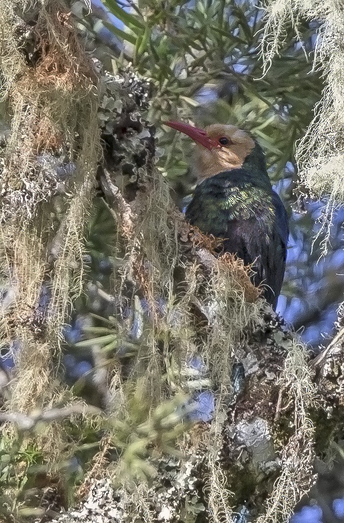 White-headed Woodhoopoe - sheau torng lim