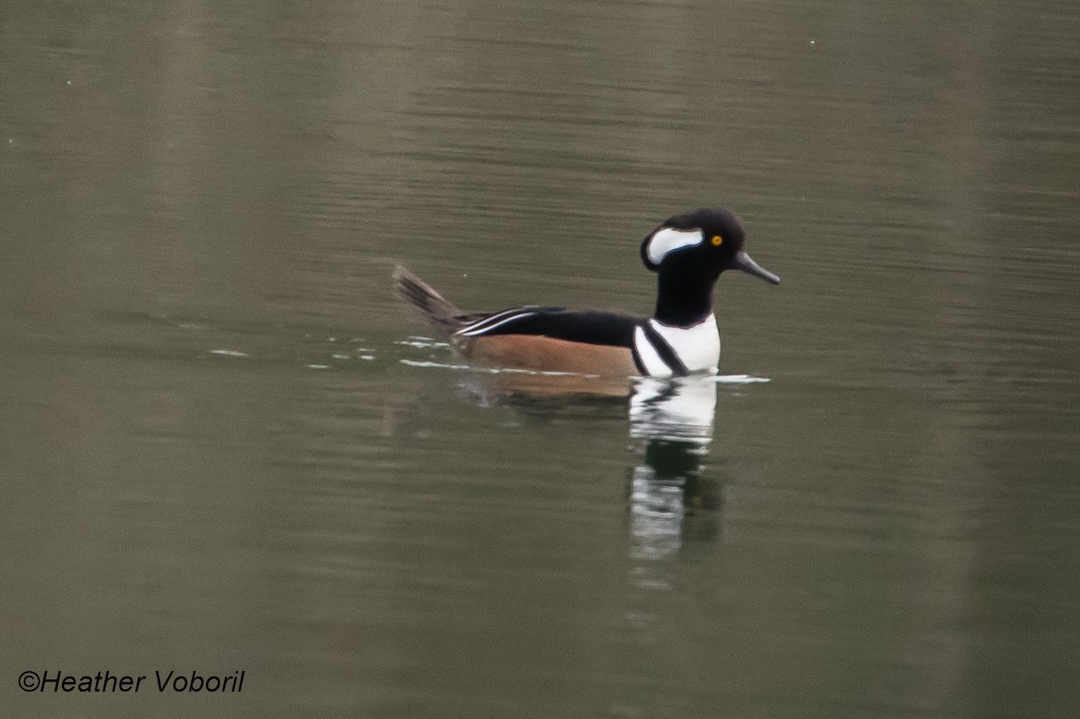 Hooded Merganser - ML613144604