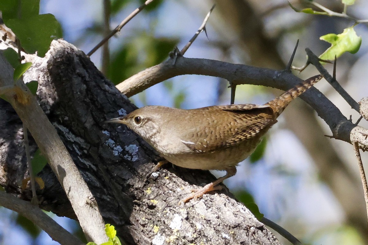 House Wren (Northern) - ML613144632