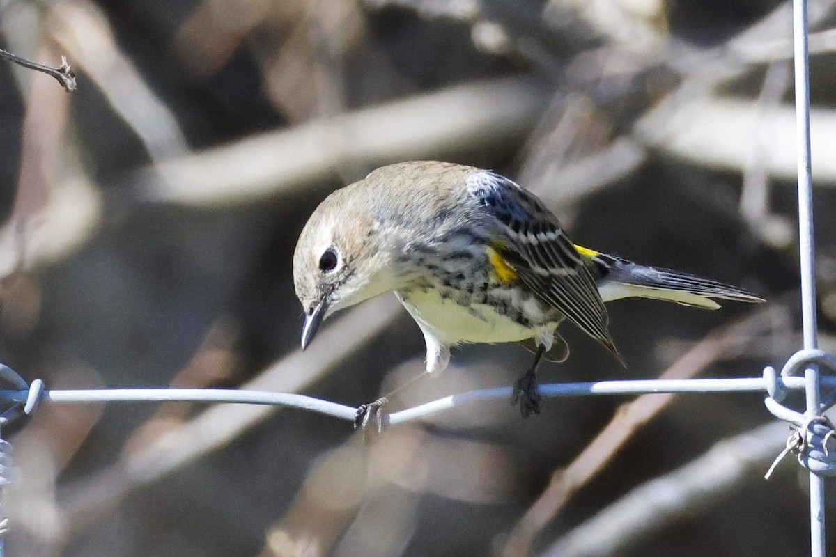 lesňáček žlutoskvrnný (ssp. coronata) - ML613144644