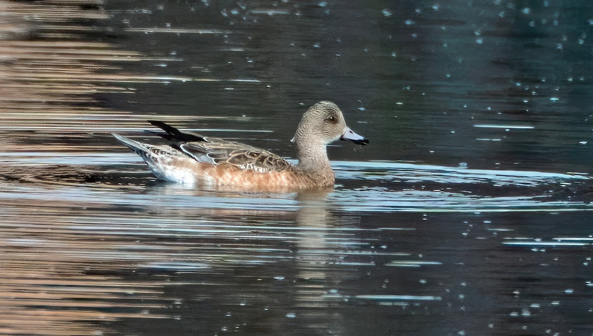 American Wigeon - ML613144725