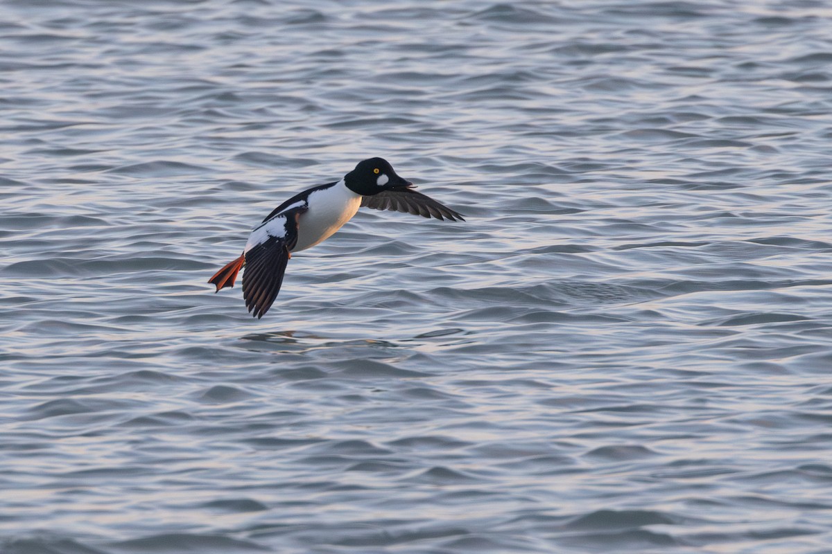 Common Goldeneye - ML613144799