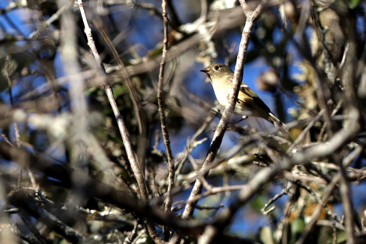 Hutton's Vireo - ML613144811