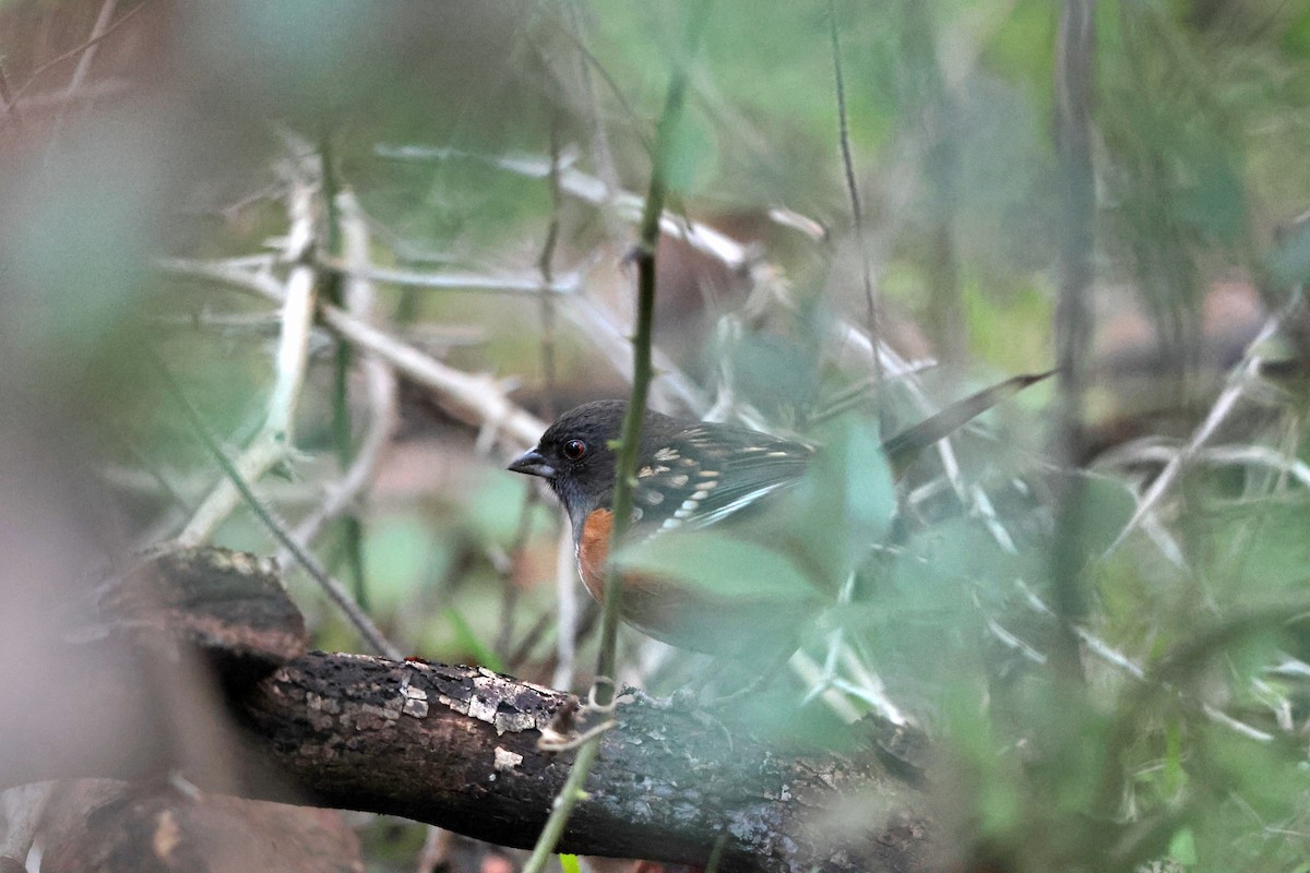 Spotted Towhee - ML613144821