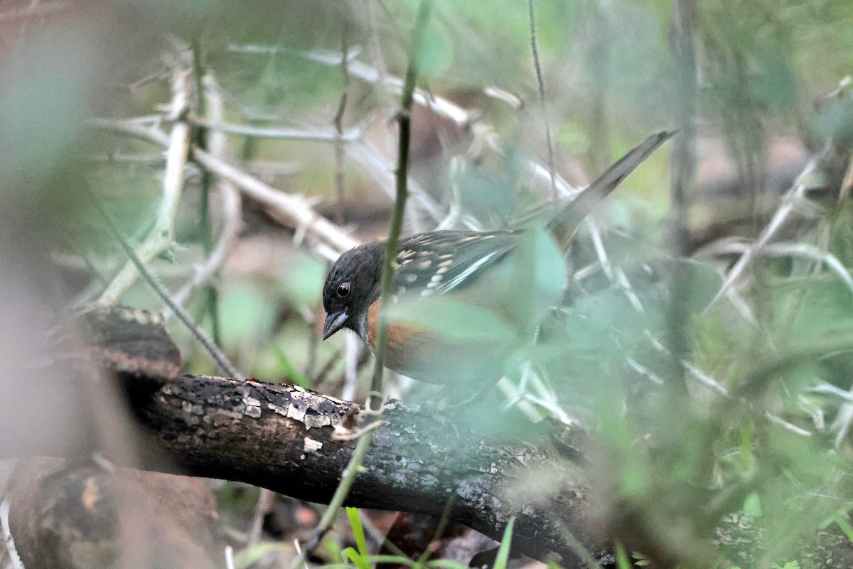 Spotted Towhee - ML613144822