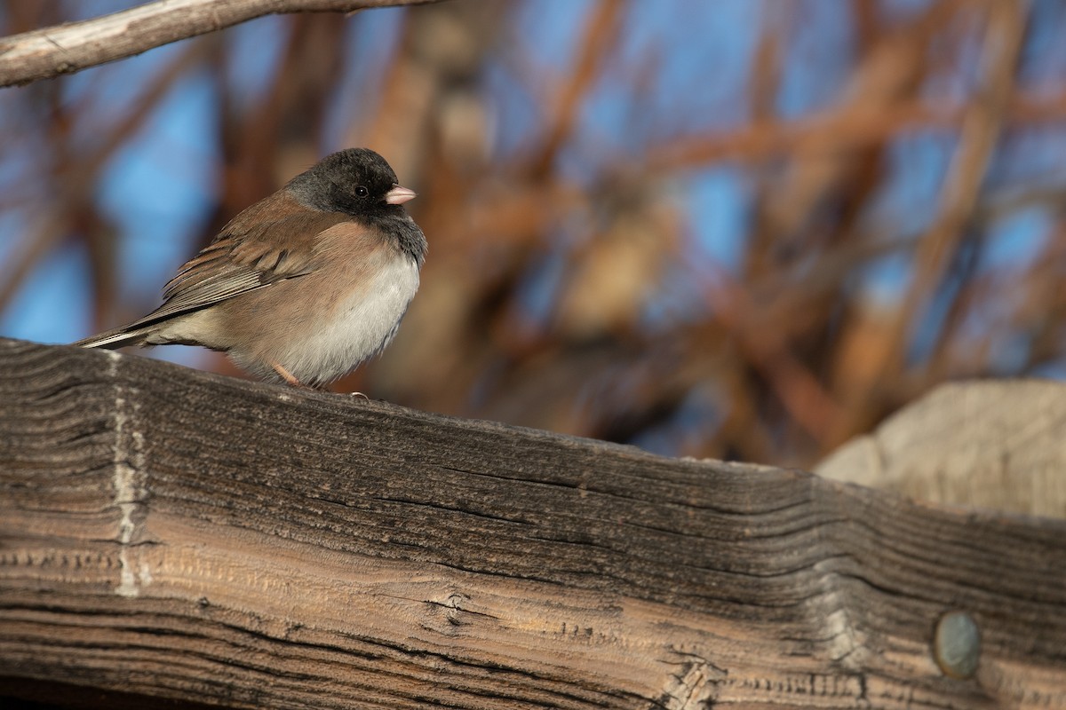 Junco ardoisé (groupe oreganus) - ML613144899