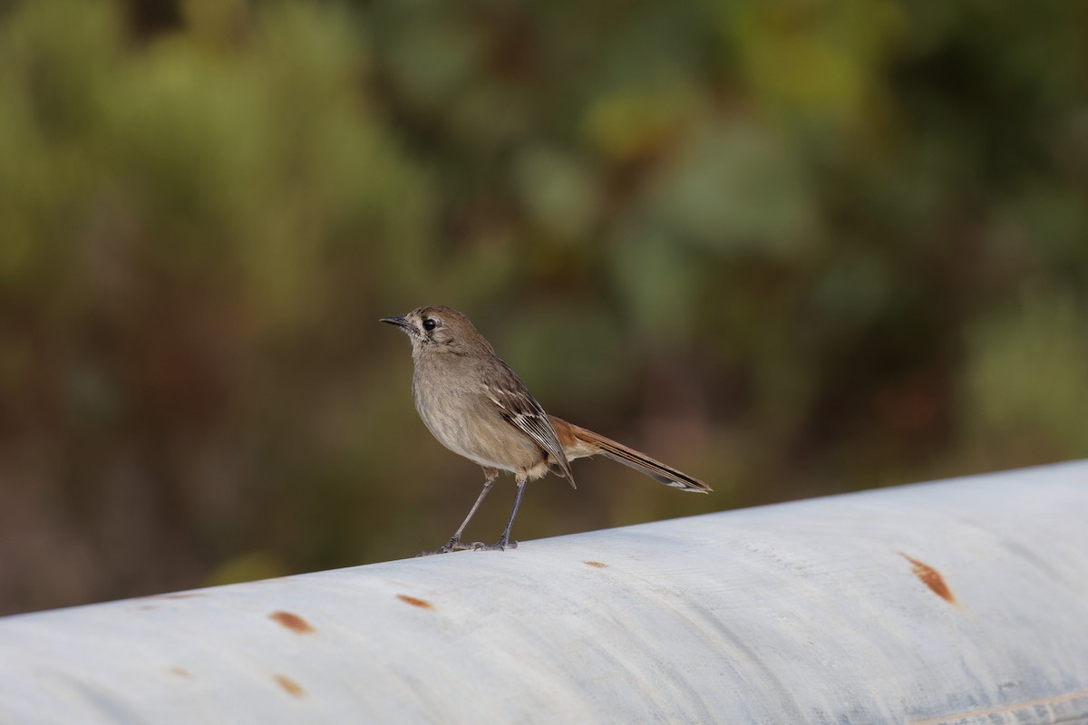 Southern Scrub-Robin - ML613144929