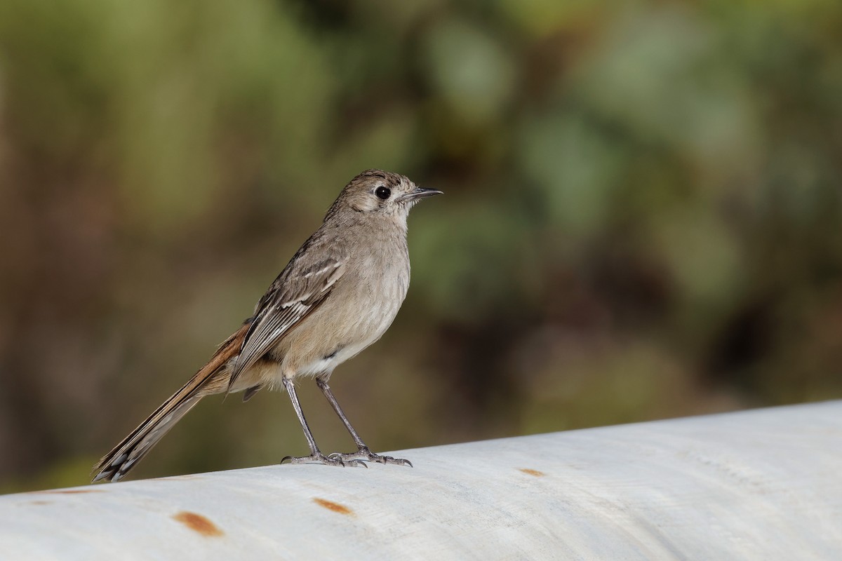 Southern Scrub-Robin - ML613144932