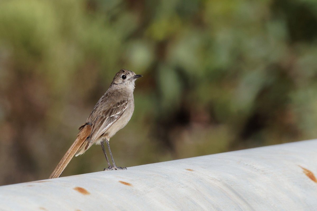 Southern Scrub-Robin - ML613144933