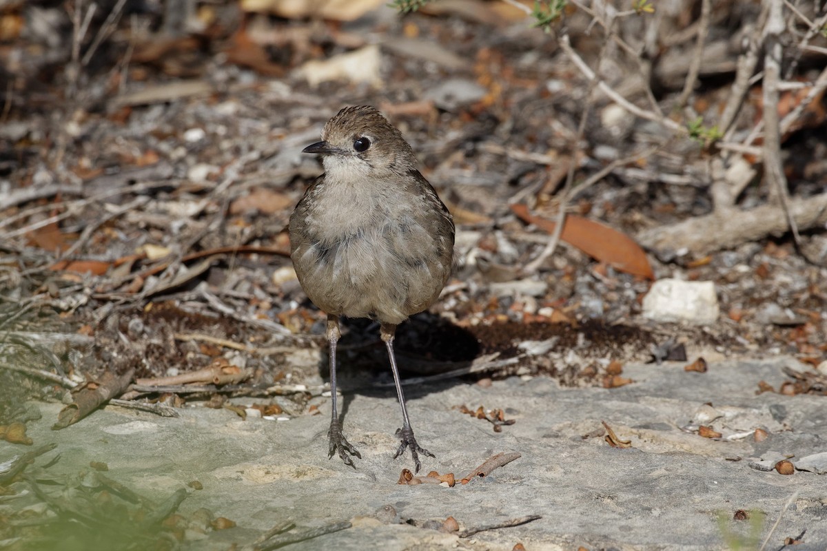 Southern Scrub-Robin - ML613144934