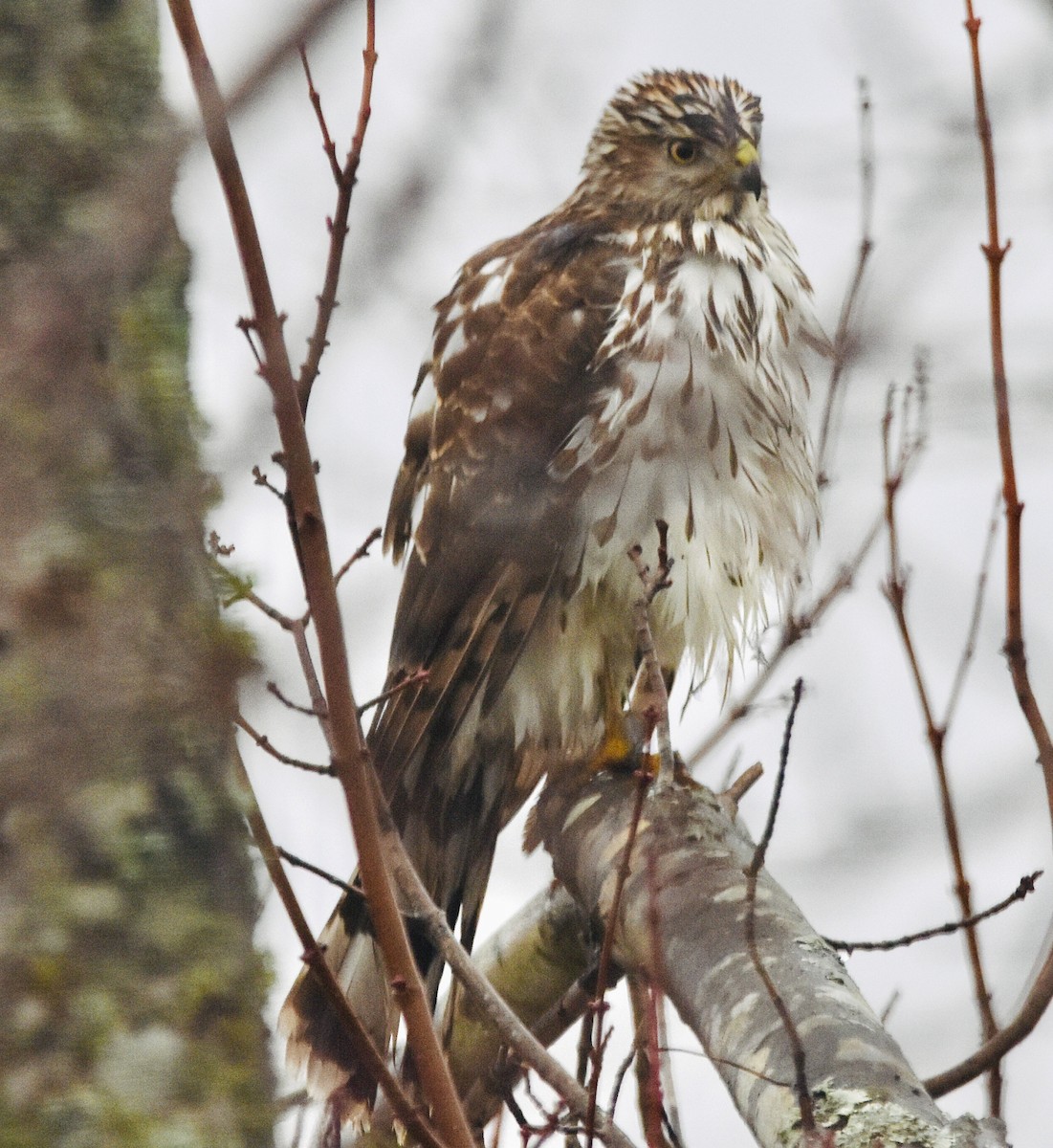 Cooper's Hawk - Jason C. Martin