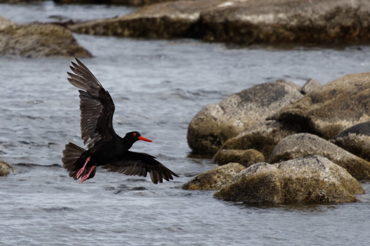 Sooty Oystercatcher - ML613144982